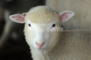 Sheep-Pink-Ears-3048-1.jpg