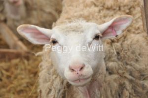 Sheep Smiling #3049