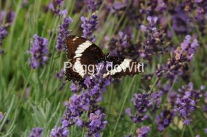 Butterfly-Lavender-2121.JPG