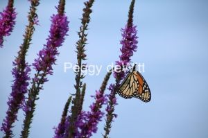 Butterfly-Monarch-Purple-3540.jpg