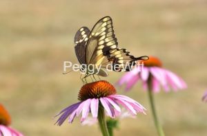 Butterfly-Swallow-Tail-2945.JPG