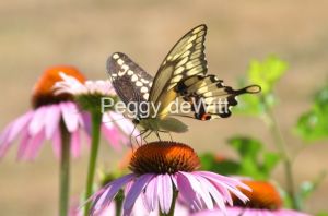 Butterfly Swallow Tail #2946