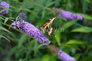 Butterfly-Swallowtail-Butterfly-Bush-3888.jpg