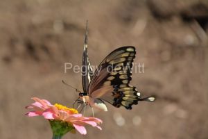 Butterfly-Swallowtail-Pink-Flower-3889