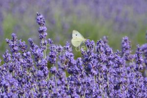 Butterfly-Yellow-Lavender-3890