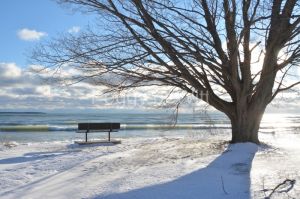 Sandbanks Outlet Bench Tree View Winter #3342