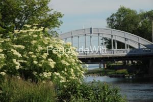 Belleville-Bridge-River-Spring-Flowers-2780.JPG