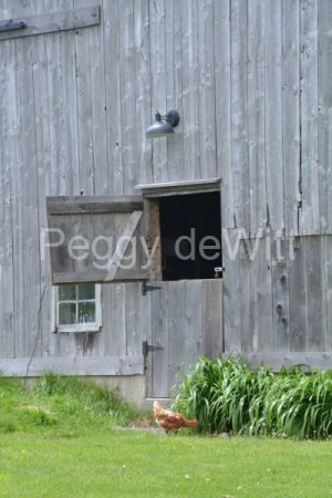 Barn-Door-Chicken-v-3645.JPG