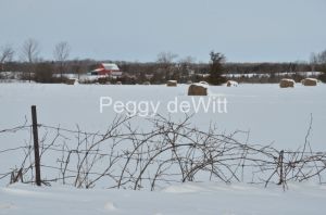 Barn-Field-Winter-3076.JPG
