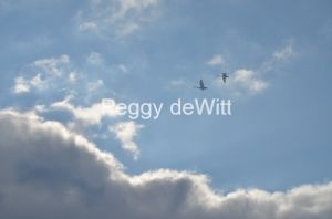 Birds-Swans-Clouds-3141.JPG