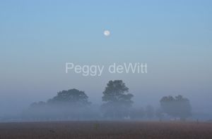 Trees-Misty-Morning-Moon-3860