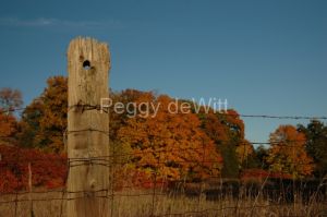 Fence Post Fall #1089
