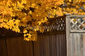 Fence-Wooden-Fall-Leaves-2984.JPG