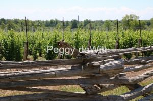 Vineyard Fence Rail #3440