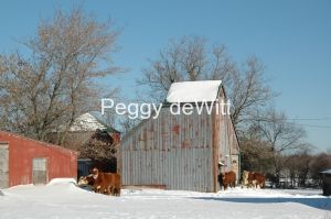 Barn-Beef-Cattle-Winter-1516.JPG