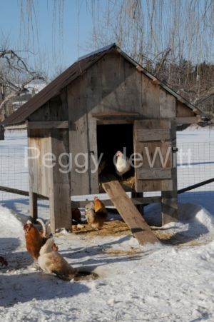 Chicken Coup Winter (v) #2771