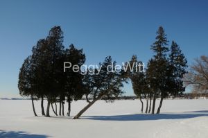 Trees Isaiah Tubbs Winter #2443