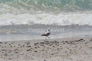 Wellington-Beach-Bird-3635.JPG