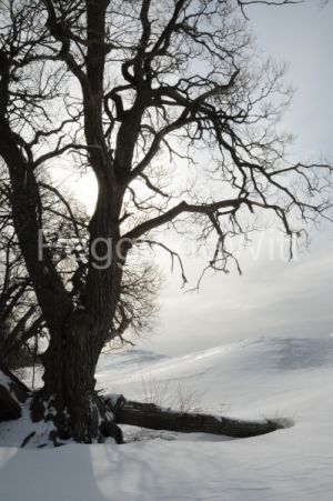 Consecon-Tree-Winter-v-2126.JPG