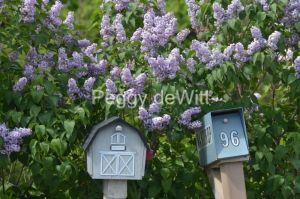 Mailbox-Lilacs-3295.JPG