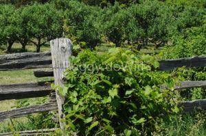 Fence-Orchard-2769.JPG