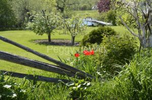 Fence-Tulip-Scene-3681.JPG