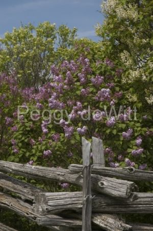 Lilacs Fence (v) L #2398