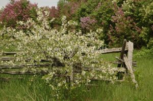 Lilacs-Spring-1560.JPG