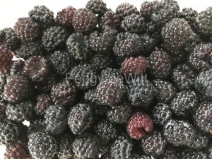 Food-Berries-3650.JPG