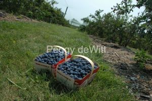 Food Blueberries Basket Waupoos #2535