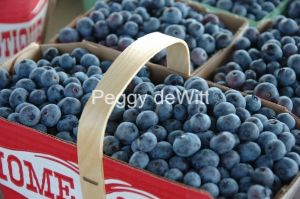 Food-Blueberries-Waupoos-2537.JPG