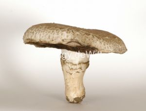 Mushroom #2270