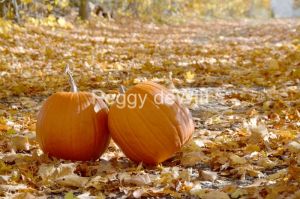 Pumpkins-Two-Fall-3323.JPG