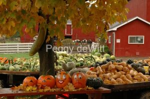 Vegetable Stand Picton #711 a