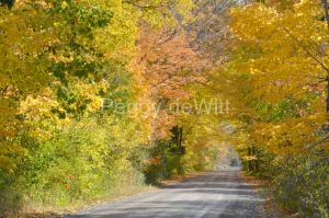 Lane Road Fall #3280