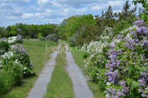 Lilacs-Path-3751.JPG