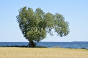 Tree-Willow-Cressy-3858.JPG