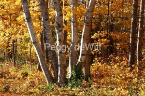 Trees-Birch-Fall-3433.jpg