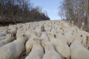 Sheep-Backsides-3815