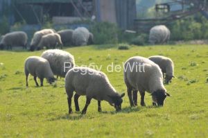 Sheep-Grazing-Milford-3045-1.JPG