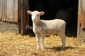 Sheep-Lamb-2760.JPG