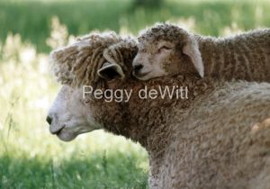 Sheep Mom Lamb #437