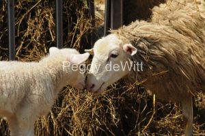 Sheep Mom Lamb Noses Closeup #3047