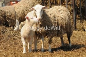 Sheep Mom Lamb Standing #2687