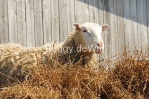 Sheep Straw #3050