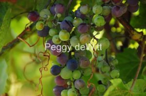 Grapes-Waupoos-2448.JPG
