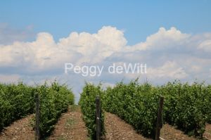 Vineyard-Clouds-3439.JPG