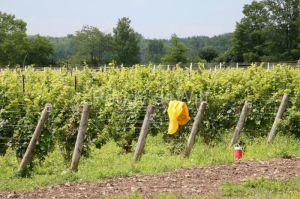 Vineyard-Hillier-Harvest-3632