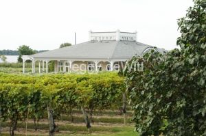 Vineyard Waupoos Winery #2716