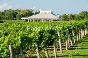 Waupoos-Winery-Vineyard-2720.JPG